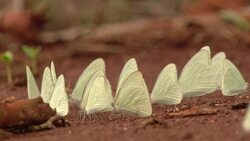 White butterflies flutter around on the ground. Stock Footage