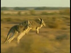 MS Two kangaroos hop left to right in Australian scrub Stock Footage