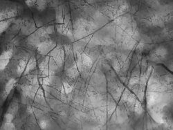 BEECH TREES IN AUTUMN : black (seamless loopable) Stock Footage