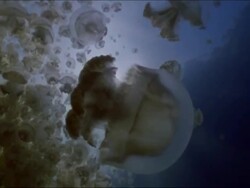 Jellyfish (Mastigias sp.), Jellyfish lake, Palau, Western Pacific Stock Footage