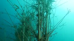 Close-up view of bamboo artificial reef undersea Stock Footage