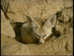 MCU Fennec fox (Vulpes zerda) curled up asleep on rocks, Israel Stock Footage