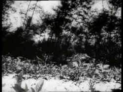 B/W 1960's wide shot of battle (explosions) seen thru trees / Vietnam / SOUND Stock Footage