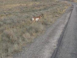 Antelope crossing the road Stock Footage