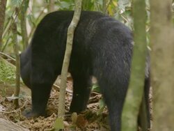 MS Sun bear foraging on forest floor and walking away / Sandakan, Sabah, Malaysia Stock Footage