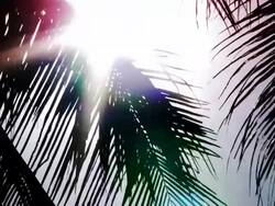 Palmtrees (HD 1080) Stock Footage