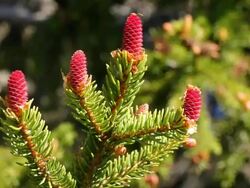 Pine cones flowers with pollen falling HD Stock Footage