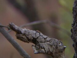 MS Ants flying from dry tree / Australia Stock Footage
