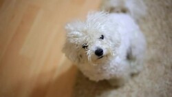 You Talkin' To Me?! Stock Footage