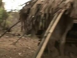 Medium Long Shot hand-held push-in tracking-left - Boars roam through a barnyard in Ethiopia. / Ethiopia Stock Footage