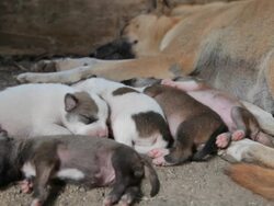 Puppies sleeping wth mother Stock Footage