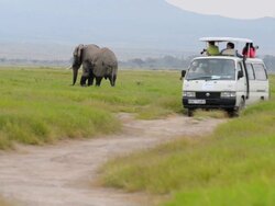 WS Africa safari vehicles with tourists close next to elephant herd walking / Amboseli National Park, Kenya Stock Footage