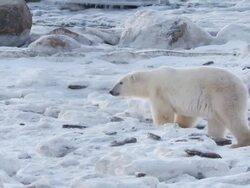MS Polar bear walking through snowy icy landscape / Churchill, Manitoba, Canada Stock Footage