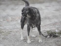 Domestic dog at leash barking in the yard Stock Footage