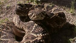 A coiled rattlesnake shakes its rattles. Stock Footage