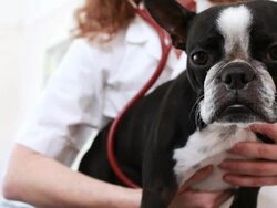 Boston Terrier gets a check up Stock Footage