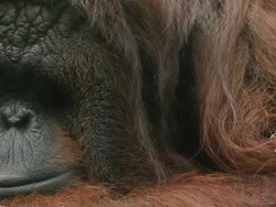 Closeup face Orangutan Stock Footage