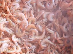 shrimp Boil Stock Footage