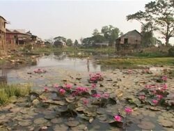 Pond with water lilies Stock Footage