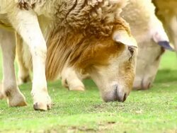 sheep eating grass Stock Footage