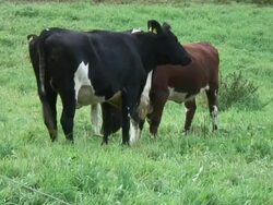 Cow's on the field Stock Footage