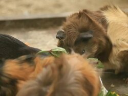 Guinea pigs eating Stock Footage