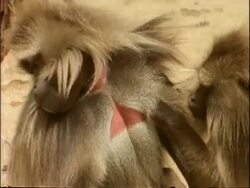 MCU Large male gelada baboon being groomed by younger baboon, Ethiopia, Africa Stock Footage