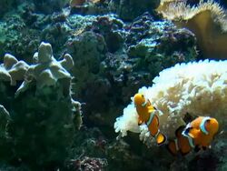 Nemo Clownfish Stock Footage