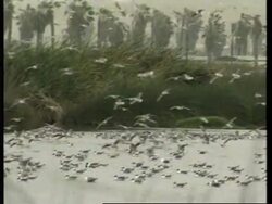 PERU: MIGRATING BIRDS CONFUSED BY EL NINO PHENOMENON News Clip