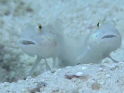 Spotted Shrimp goby pair (Amblyeleotris sp.), Monad Shoa, Malapascua, Philippines Stock Footage