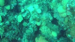 Underwater Coral Reef off Bermuda Coastline News Clip