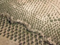 aerial view of olive plantations separated by ravine Stock Footage