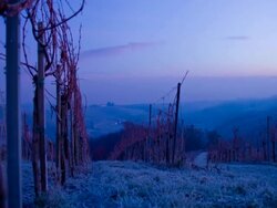 HD Motion Time-Lapse: Winter Vineyard At Dawn Stock Footage
