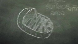 Chalk Talk Mitochondria Instructional Video
