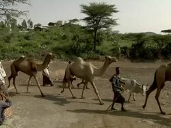 Ethiopian men leading camels at camel fair Stock Footage