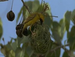 Weaver building nest, Oman Stock Footage