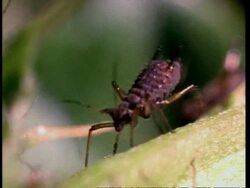 CU Aphid feeding on sap Stock Footage