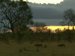 WS PAN View of African wild dogs walking and observing surroundings / Okavango Delta, North-West District, Botswana Stock Footage