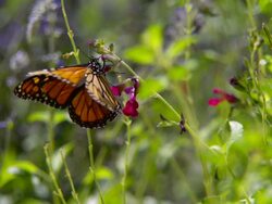 CU SLO MO Shot of Monarch butterfly flying away to feeding on red flower / Santa Barbara, California, United States Stock Footage