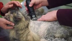 Domestic Cat Grooming Stock Footage