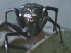 CU Shot of spider / Cape Winelands, Western Cape, South Africa Stock Footage