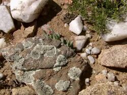 MS Shot of Lichen covering or growing on rock surrounded by succulents and quarts / Namaqualand, Northern Cape, South Africa Stock Footage