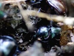 Dung beetles working - Copris genre Stock Footage