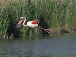 WS TS SLO MO View of Greater Flamingo, phoenicopterus ruber roseus, Adult in Flight at Camargue in South East / Saintes Maries de la Mer, Camargue, France Stock Footage