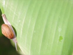 Snail walking on banana leaf and The wind blows. Stock Footage