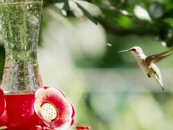 High speed shot of a hummingbird at a feeder slow motion Stock Footage