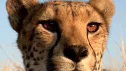 A watchful cheetah looks around for prey. Stock Footage