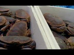 CU Pan left across containers of crabs, Billingsgate Fish Market, London, England Stock Footage