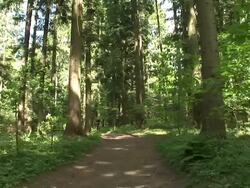 HD: Jogging Stock Footage