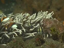 Banggai Cardinal fish clownfish in, close up, Indonesia  Stock Footage